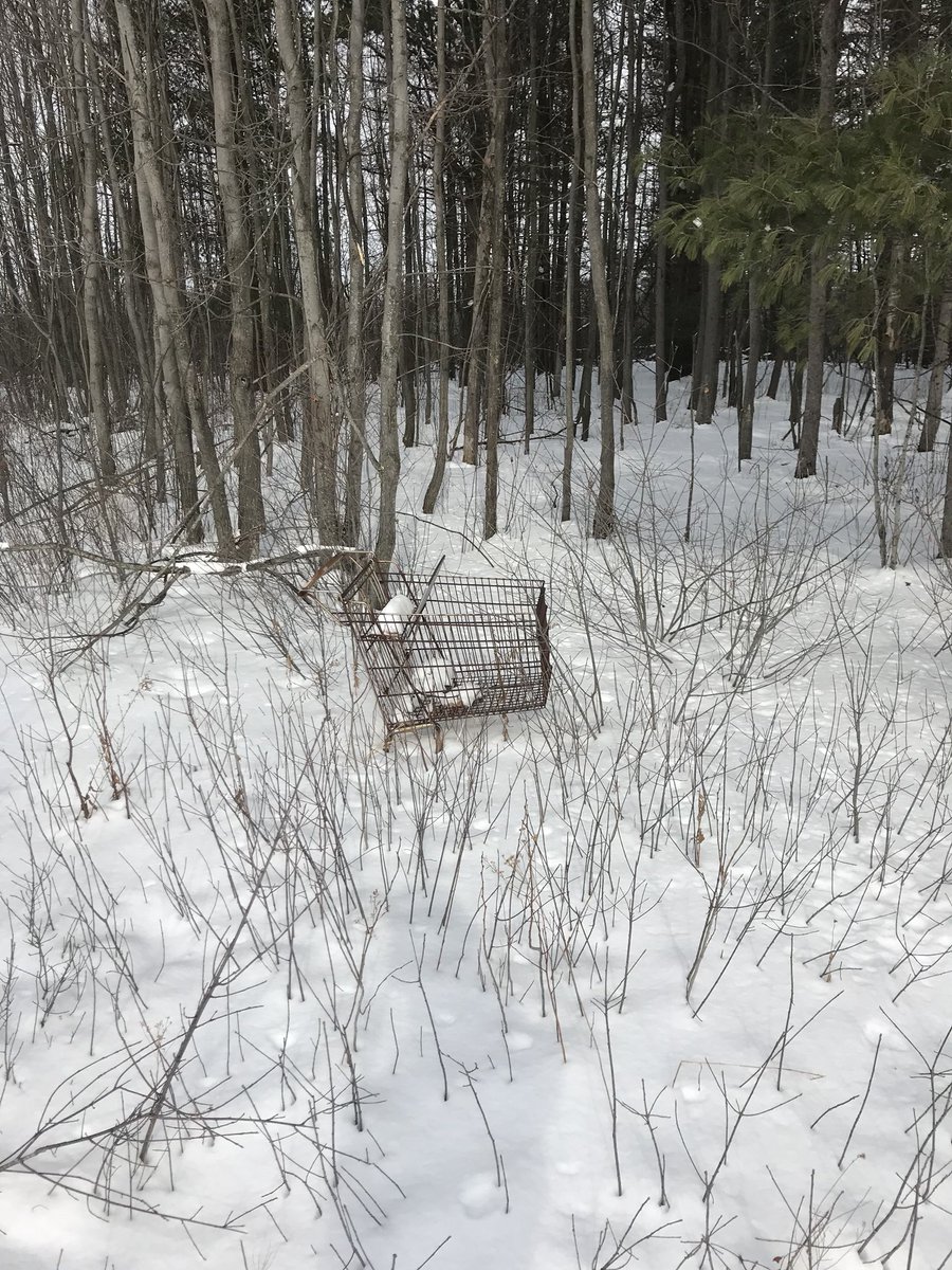 Scott Steadman Treelimbinator Twitter