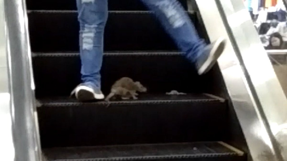ElevatorWorld's tweet photo. .@DailyMailUK, purveyor of #viralvideos, shared one today featuring an acrobatic rat with an attitude on a mall escalator in #manila. Check the rowdy rodent out #EWUnplugged. https://t.co/HxHwGuadkl https://t.co/aiRukjNLam