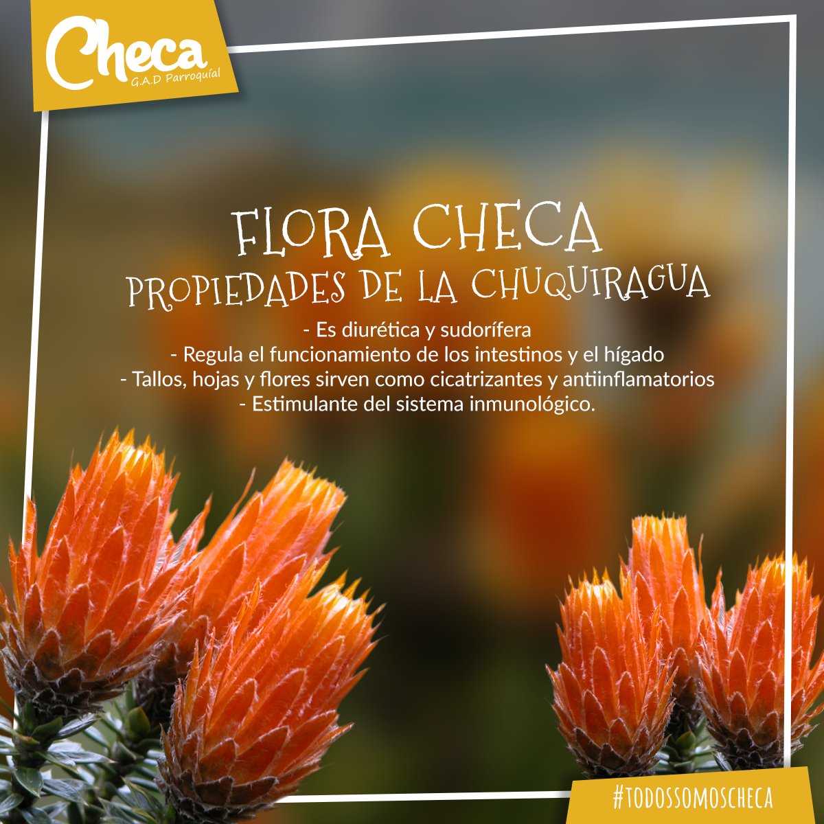 GAD Parroquial Checa tweet media