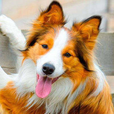 "Money will buy you a pretty good dog, but it won't buy the wag of his tail."