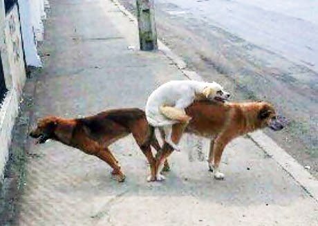 Começou o carnaval, meu povo!