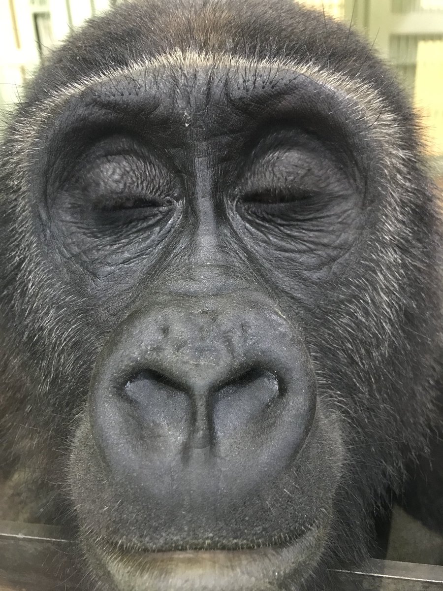 少し老けて見える、悟りを開いたようなゲンタロウ♂。 (2017/12/10