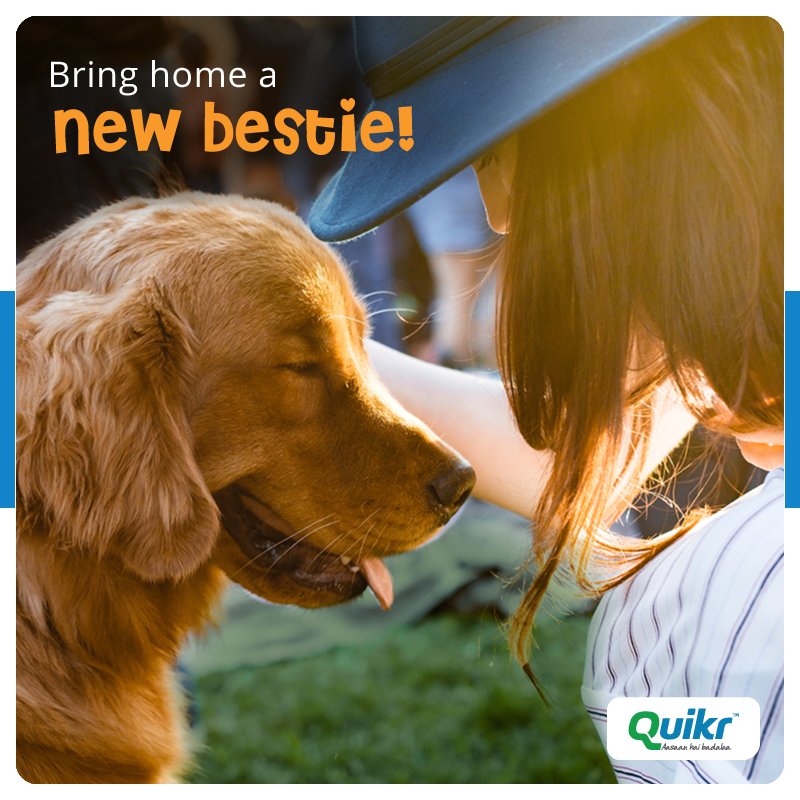 quikr dog adoption