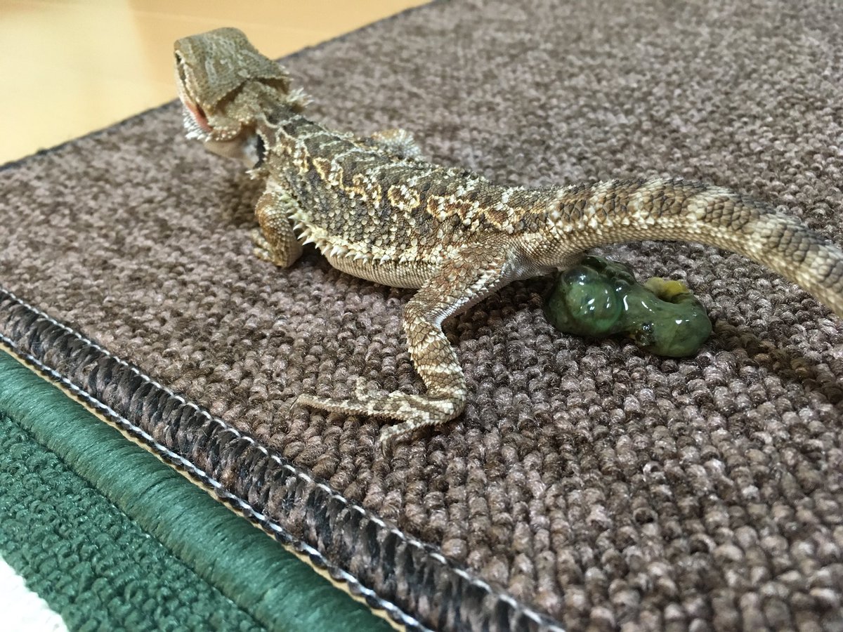 止まってると思ったらまじすか
立派な💩だからいっか！

#フトアゴ