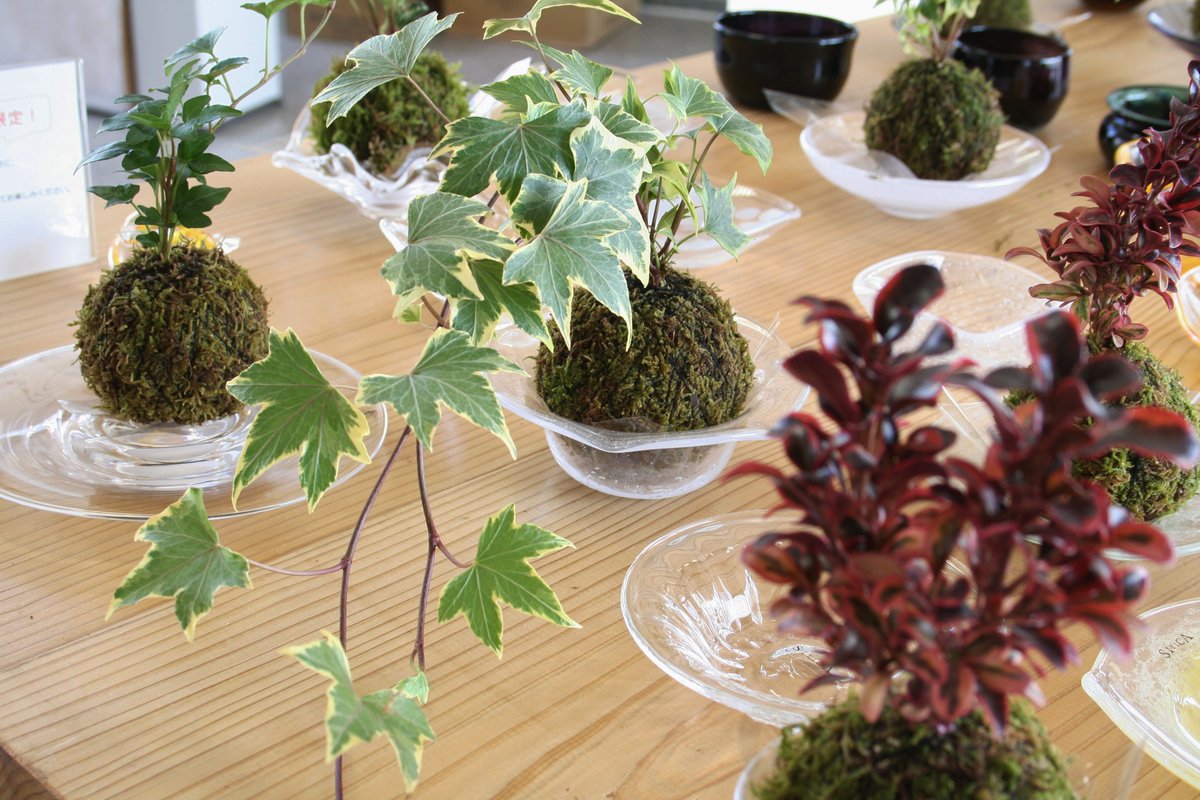 苔玉皿