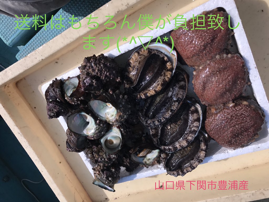 gouryuumaru's tweet photo. フォロワーの皆様に感謝の気持ちを込めて
初のプレゼント企画をします^_^

景品は僕が獲った アワビ サザエ等の詰合せです‼️需要あるかな…

応募方法はRT又はイイネをお願いします‼️
RTから１名  イイネから１名の計２名様です‼️

両方してくれたら確率UP（笑）

応募期限は２月２４日です❗️ https://t.co/gVi3Azsi88