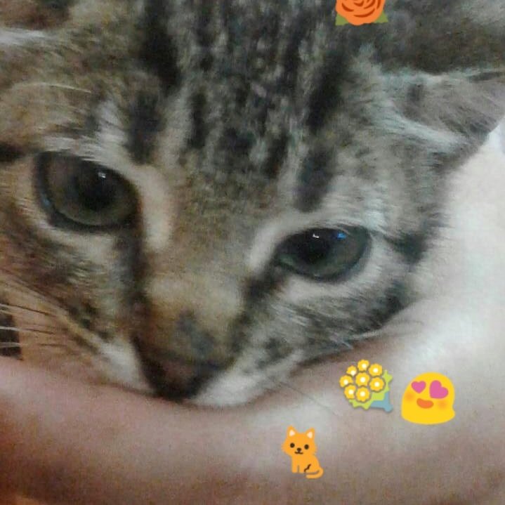 Dianace2381's tweet photo. Gatita en adopcion responsable, llamar al 0960513079 RT @yoamoanimales @gatosgye @paolaolayac @mcdc_mcdc @DiegoSpotorno https://t.co/Olv7i6JK26