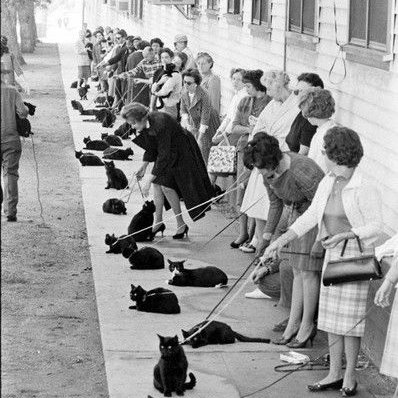ForestBunnyShop's tweet photo. Black Cat auditions, Hollywood, CA 1961
Follow us for more photos  😺
Thank You! ♥️
________________________________________
#kitties #cutekittens #kittensleep #aww #cutecats #littlekitty #kittens #catsandkittens #catlover #catowner #catlovers #cataddict #lovemycats #cuteness https://t.co/9vmOHdBGdi