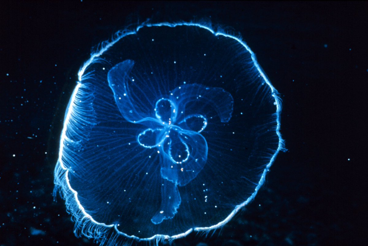 biopop's tweet photo. Snapshot of a moon jellyfish 🐬 https://t.co/u3zV2z6UU1