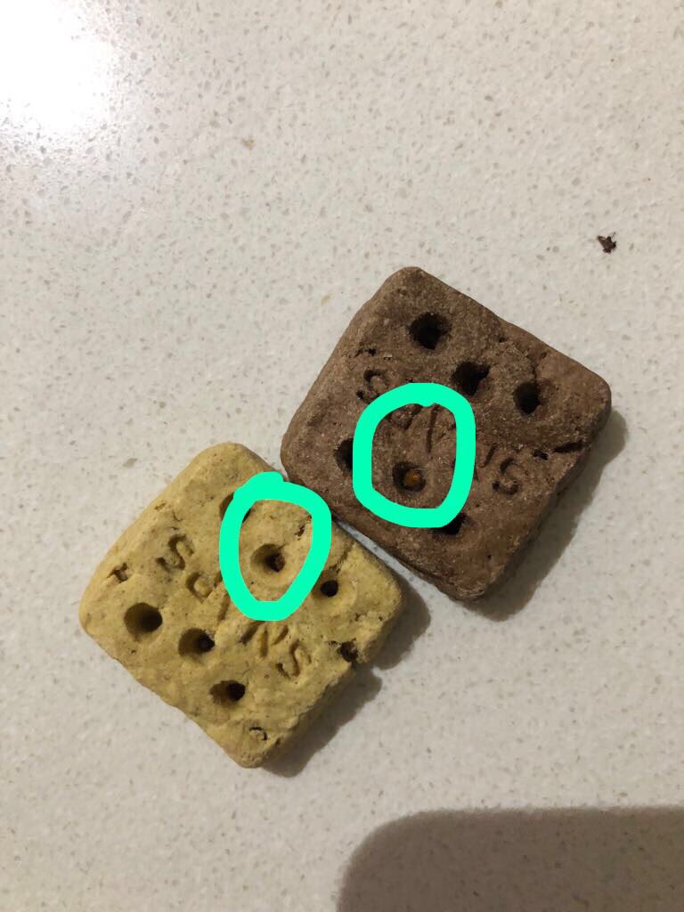Anabelss's tweet photo. @Purina @GreaterGoodorg I bought bad cookies!!!! It can kill my dogs!!! It has insects!!!! https://t.co/SObqwbQnmL