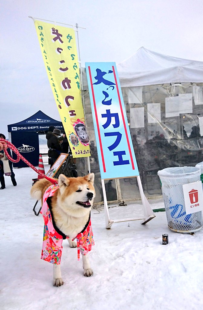 雪とモフモフの犬達の祭り『犬っこまつり2018』（秋田県湯沢市） Togetter