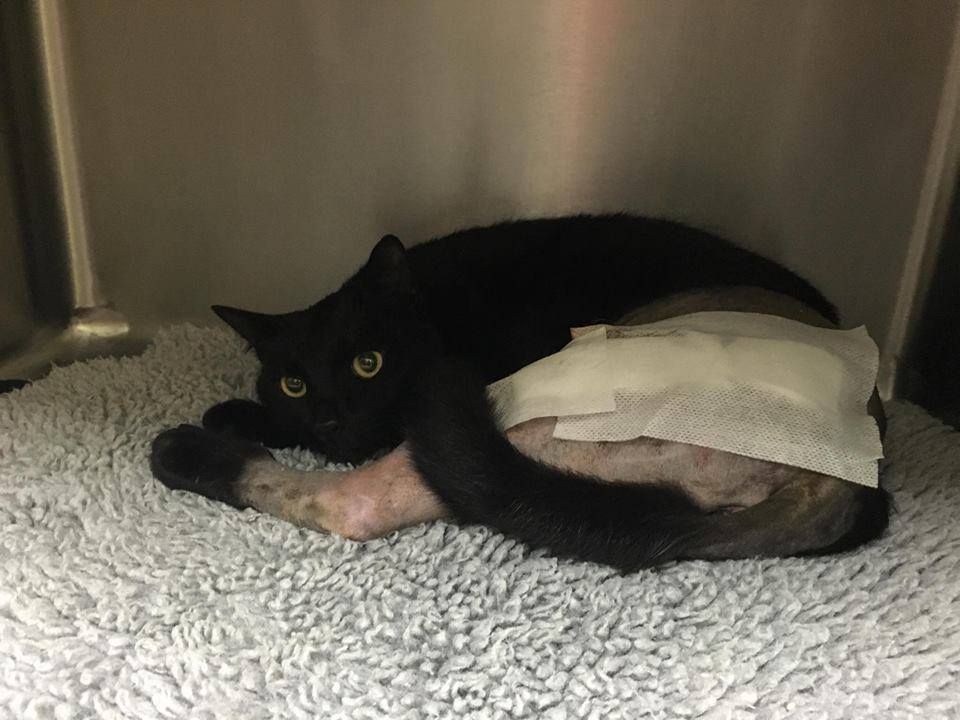 WAVetBillAssist's tweet photo. #PVBA annual #onlineauction to raise #money 2 go towards the vet care of #urgent pet cases is on 7pm Fri 16th Mar closes 7pm Sun 18th Mar. Chk our FB Page 4 more info on #donating & buying! #Perthevents #causes #Nfp #animals #charity #Perthnews #Perth #pets
#anipals #twitter https://t.co/zPE65axddM