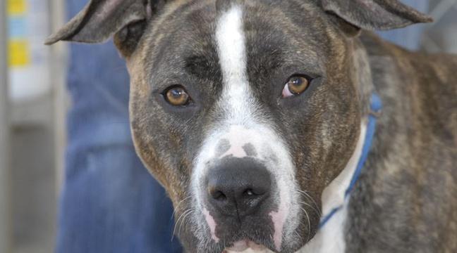 VIDEO. Cruauté envers les animaux: Le chien traîné par une motocross cherche une famille d’accueil bit.ly/2BQpVpe