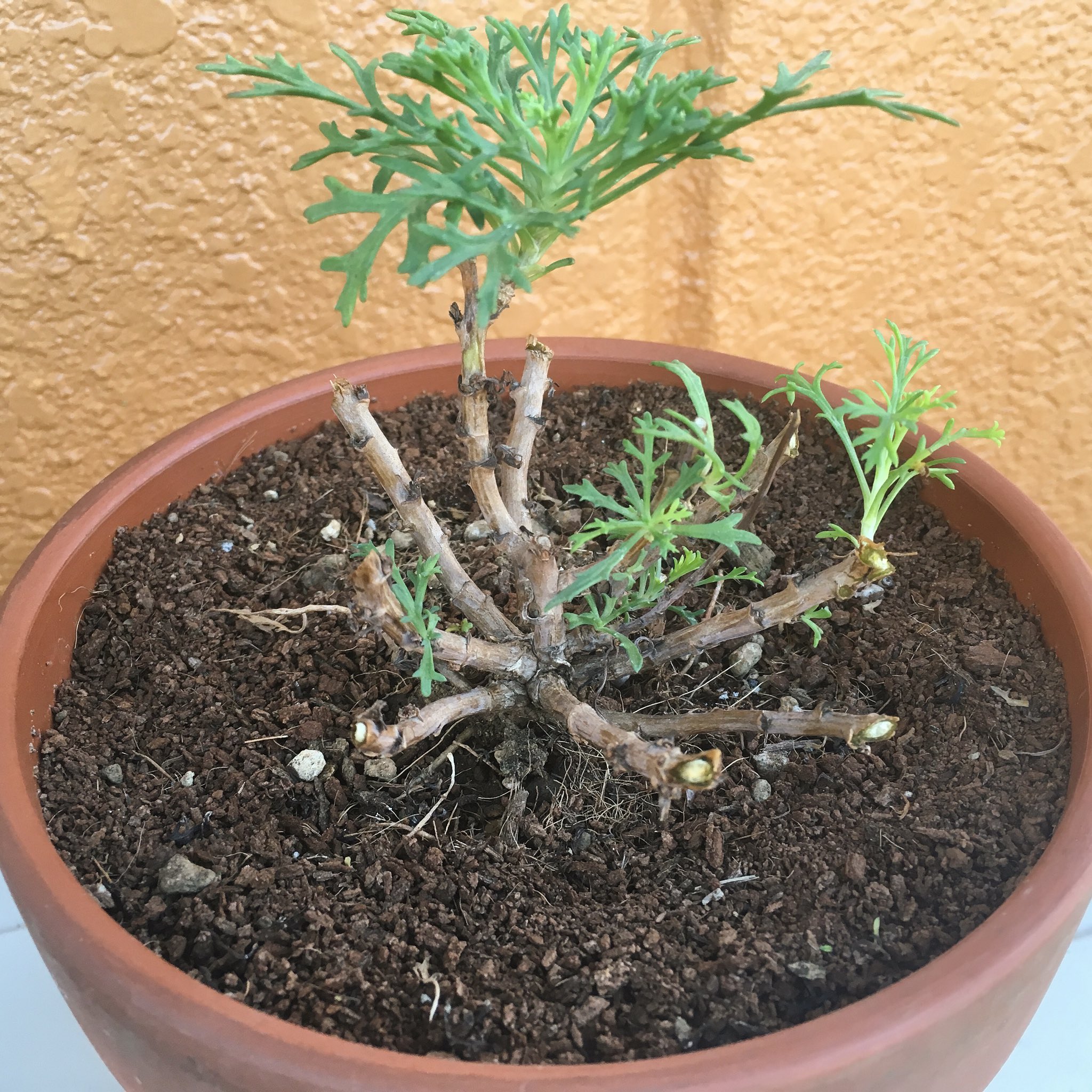 טוויטר まよ בטוויטר 去年の春に買ったマーガレット も ずっとプロフ画にしてた 秋にばっさり剪定してから 新芽が出てきてくれて よく見ると蕾がついてる 頑張って冬越ししてくれるといいな ガーデニング 園芸 マーガレット T Co X7gxkytkqm