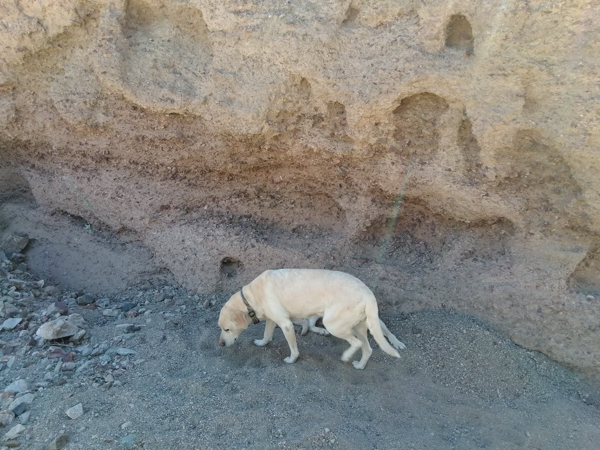 LabHikeforVets's tweet photo. BZ has now conquered the Desert SW!! #BeyondLab #TwitterDog https://t.co/vehUdEIMS6
