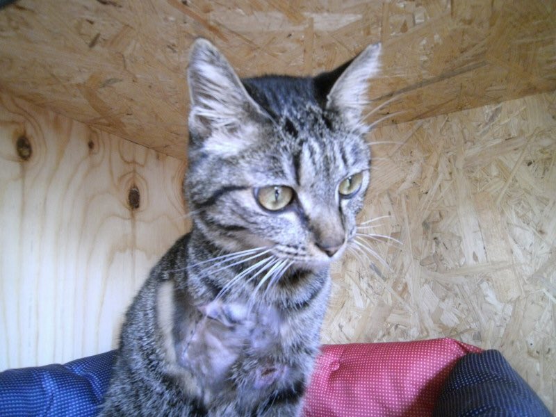 ねこ広場 Nekohiroba17 Twitter ねこ広場 Nekohiroba17 Twitter