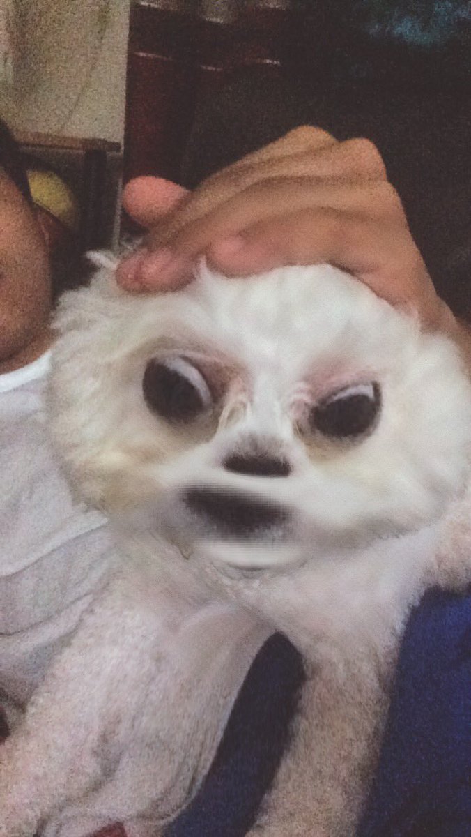 theELLAmuffin's tweet photo. ??? https://t.co/sKk8c5MnlH
