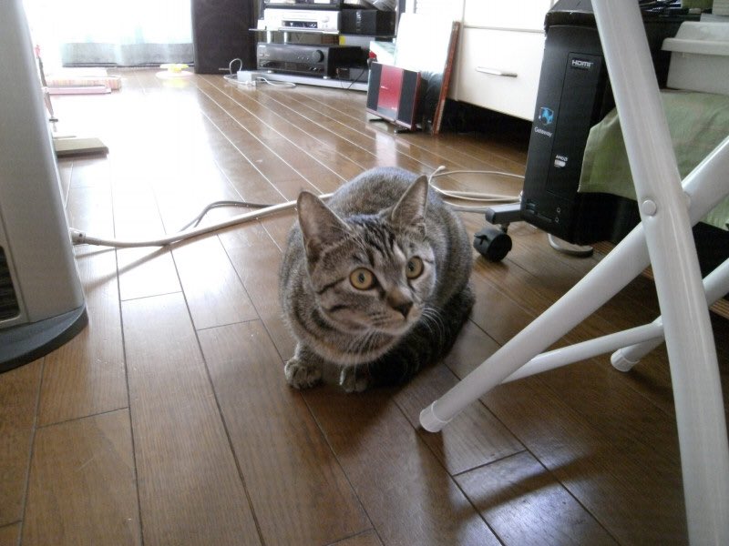 ねこ広場 Nekohiroba17 Twitter ねこ広場 Nekohiroba17 Twitter
