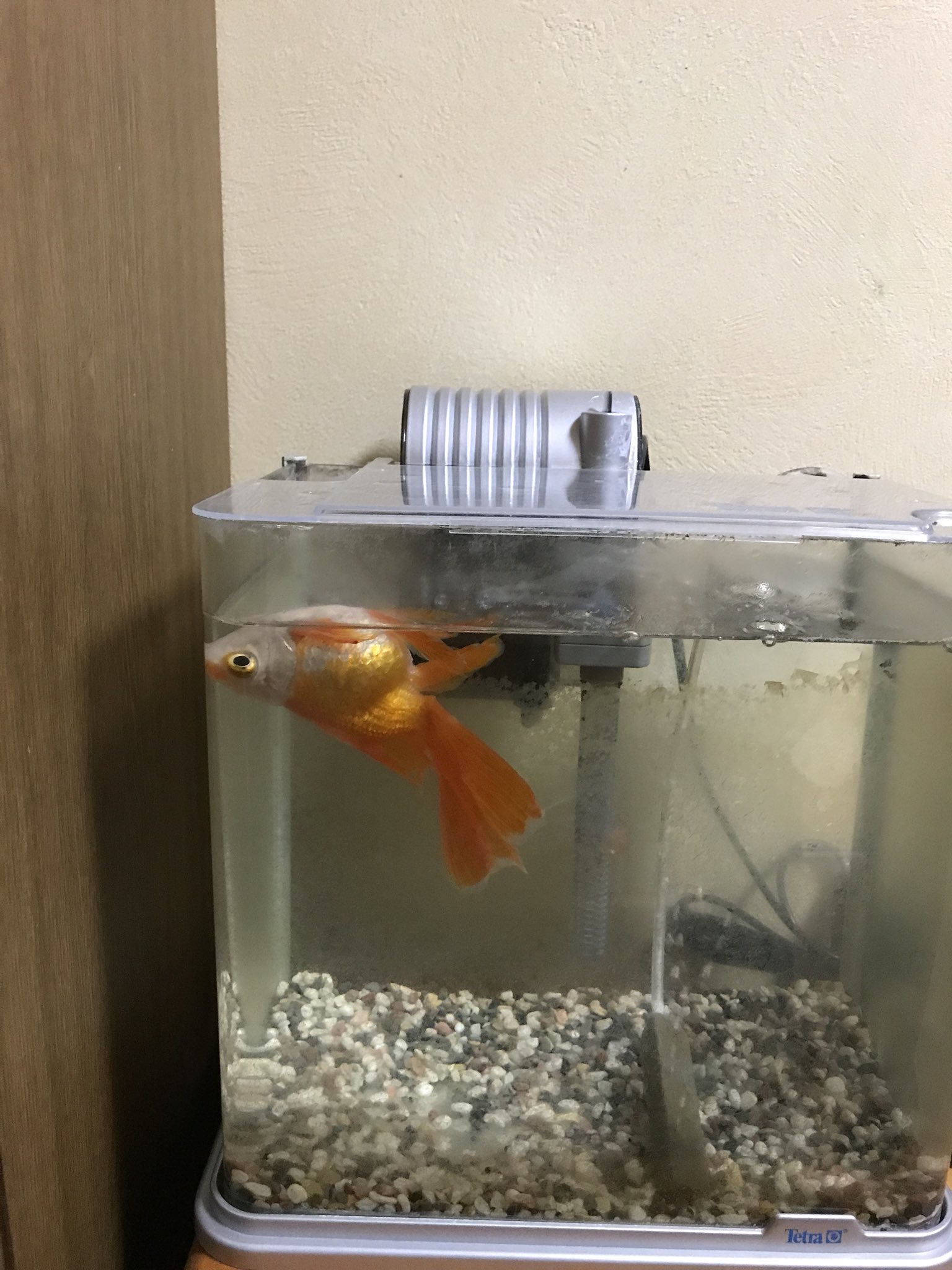 けろ 飼い主の心臓に悪いペットの寝相コンテスト うちの金魚ちゃん 寝てるのか分からないけど たまに見かける格好ww T Co Pbrxglj1cx Twitter