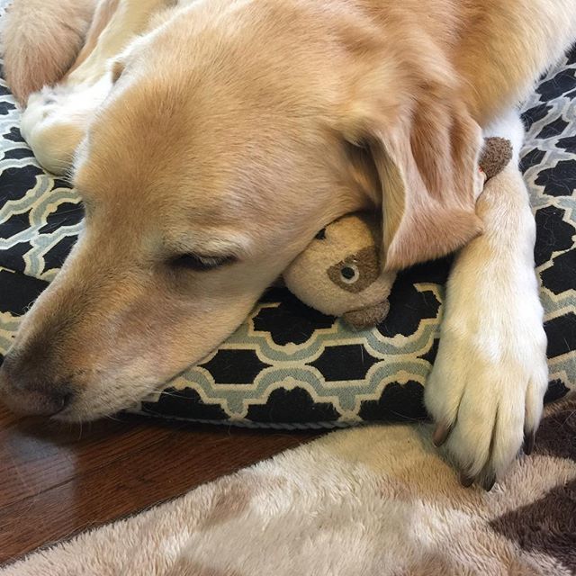lovekomarin's tweet photo. ※
これは、ボクのお気に入りパンダちゃん🙂
※
This is my favorite toy🙂
※
#犬 #大型犬 #ラブラドールmix #ゴールデンmix #お気に入りおもちゃ #dog #rietriver #goldenretrievermix #favoritetoy #panda https://t.co/8JUH2QFHoP https://t.co/BoESApDRDM