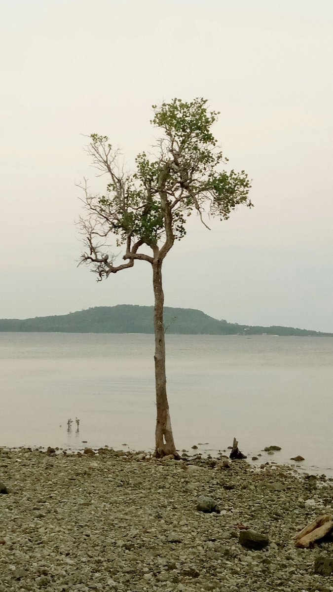 sofia tang tweet media