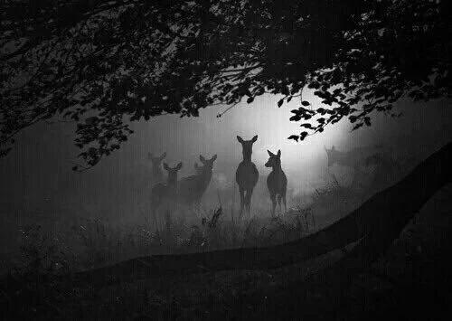 showerdark's tweet image. you have beautiful eyes, i just wish you were looking at me