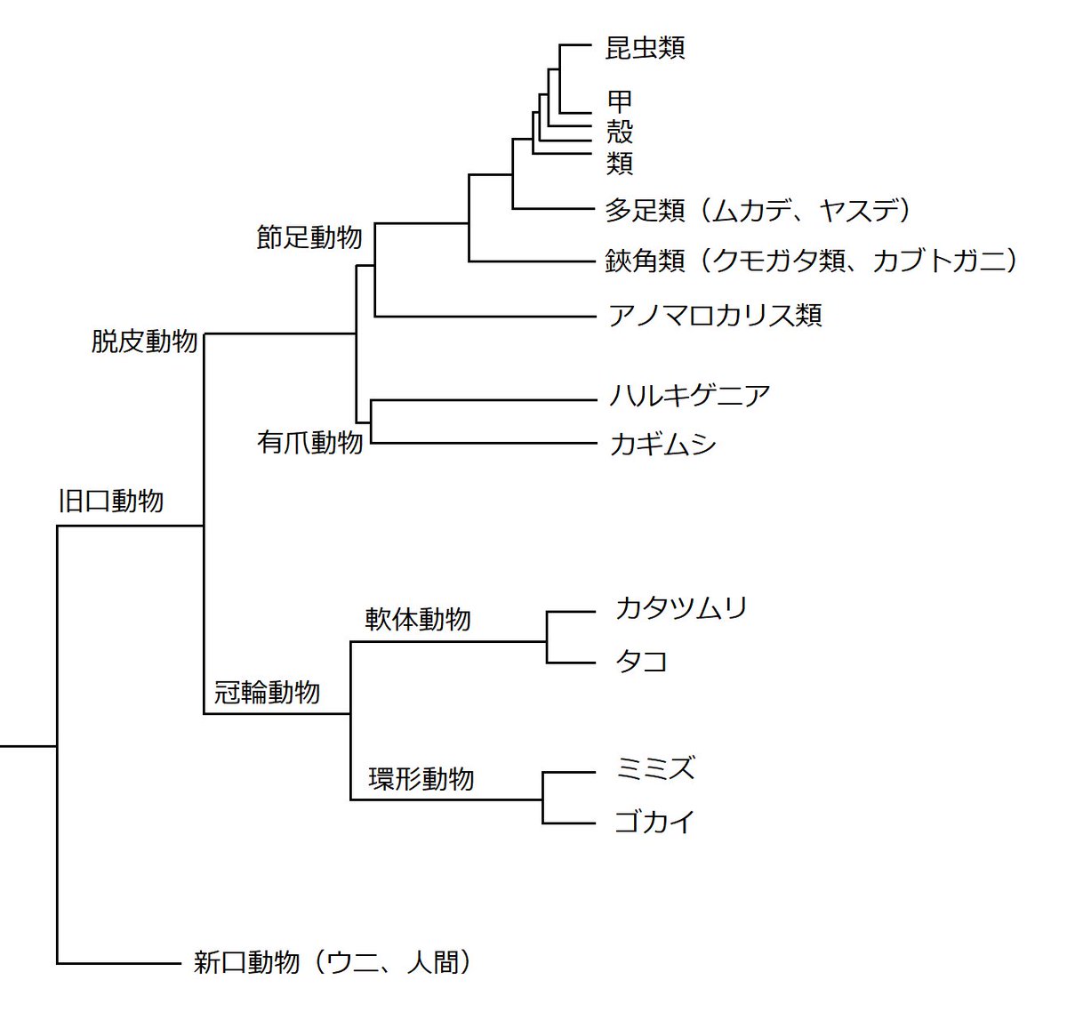 Jun クソマジレス注意 ミミズ 環形動物は軟体動物と同じく 冠輪動物 であり 脱皮動物 である有爪動物と節足動物には無関係 昆虫類の近縁は甲殻類 多足類 ヤスデではない 該当グループは分岐の1つであり 先祖ではないので A B C