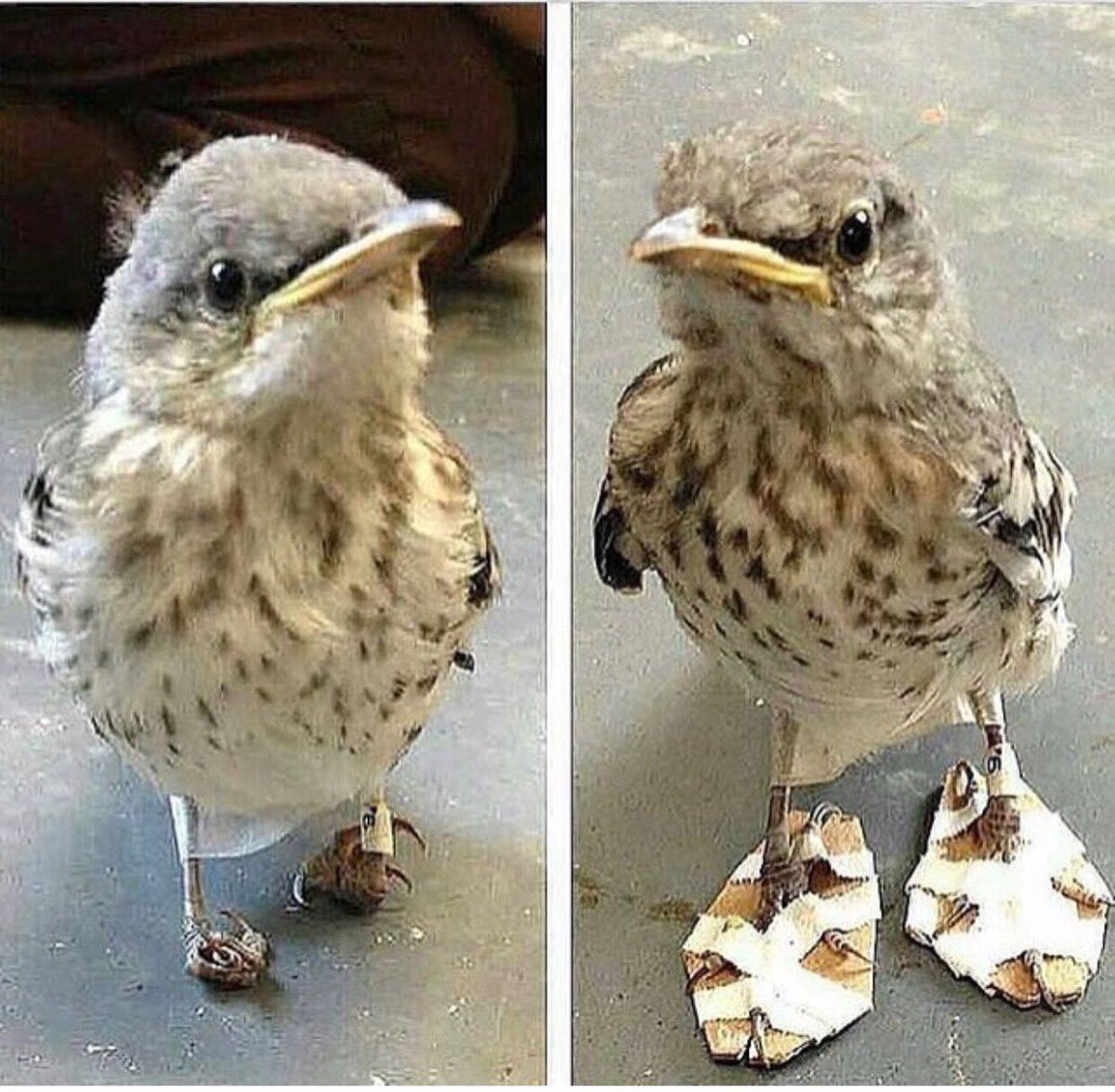 Vegan_Community's tweet photo. Thank goodness someone helped! 💝
★★★

★★

★

#VeganCommunity #VeganDishBook #VeganBranding #AraujoCesar #PlayItIsVegan #Vegan#RpVeganCommunity #Peta #Pet #Yoga #Like #VeganFoodLovers #VeganFood #VeganNews #FatLossVegan #FatFree #VeganFitness #VeganFood 

★★★

★★

★ https://t.co/yGeM7WubS3