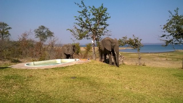 KaribaHolidays's tweet photo. #LakeKariba's #WarthogsBushCamp is loved even by the animals. A game drive would be superflous if staying here as the animals do come to you at times appointed by nature. #VisitKariba! #BePleasured! https://t.co/NIOXMflavz