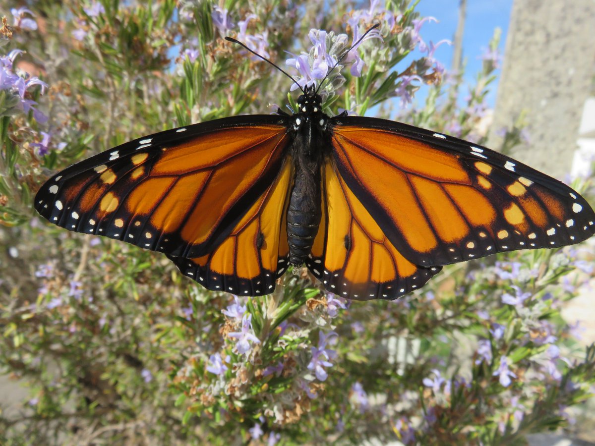 bardofely's tweet photo. @SaveOurMonarchs @Butterfly_bros Here's a #truestory I wrote about a 3-winged #monarch: 
https://t.co/j38kGH3qll
Here are some photos of #monarchs! https://t.co/lwusQdRr6q