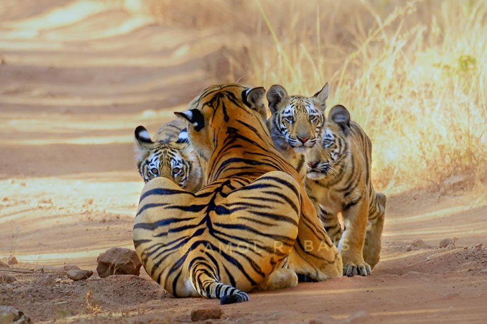 Tadoba Tiger King Mother S Love Care Tigress With Her Cubs Tadoba Tiger King Resort At Tadoba Bestresortintadoba Ttkr For Bookings Call Mail Admin Tadobatigerkingresort Com Visit T Co Ryxjna9pe9