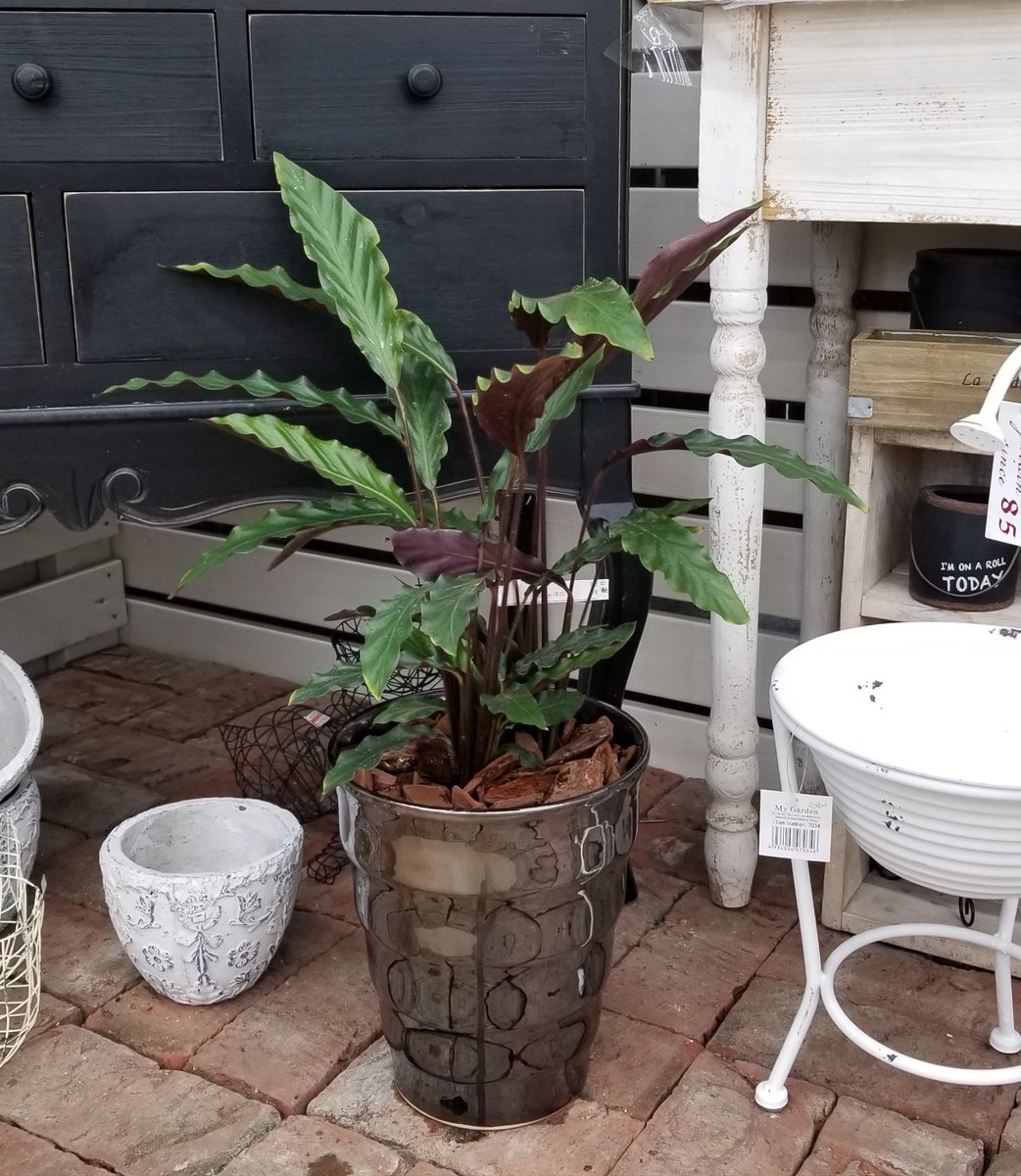 ジョイフル本田 ガーデンセンター Twitterren ガーデンセンター宇都宮店 メタリックカラーの鉢に植え替えた観葉植物 名付けて メタカン 好評販売中です お部屋をスタイリッシュに決めたい方におすすめです