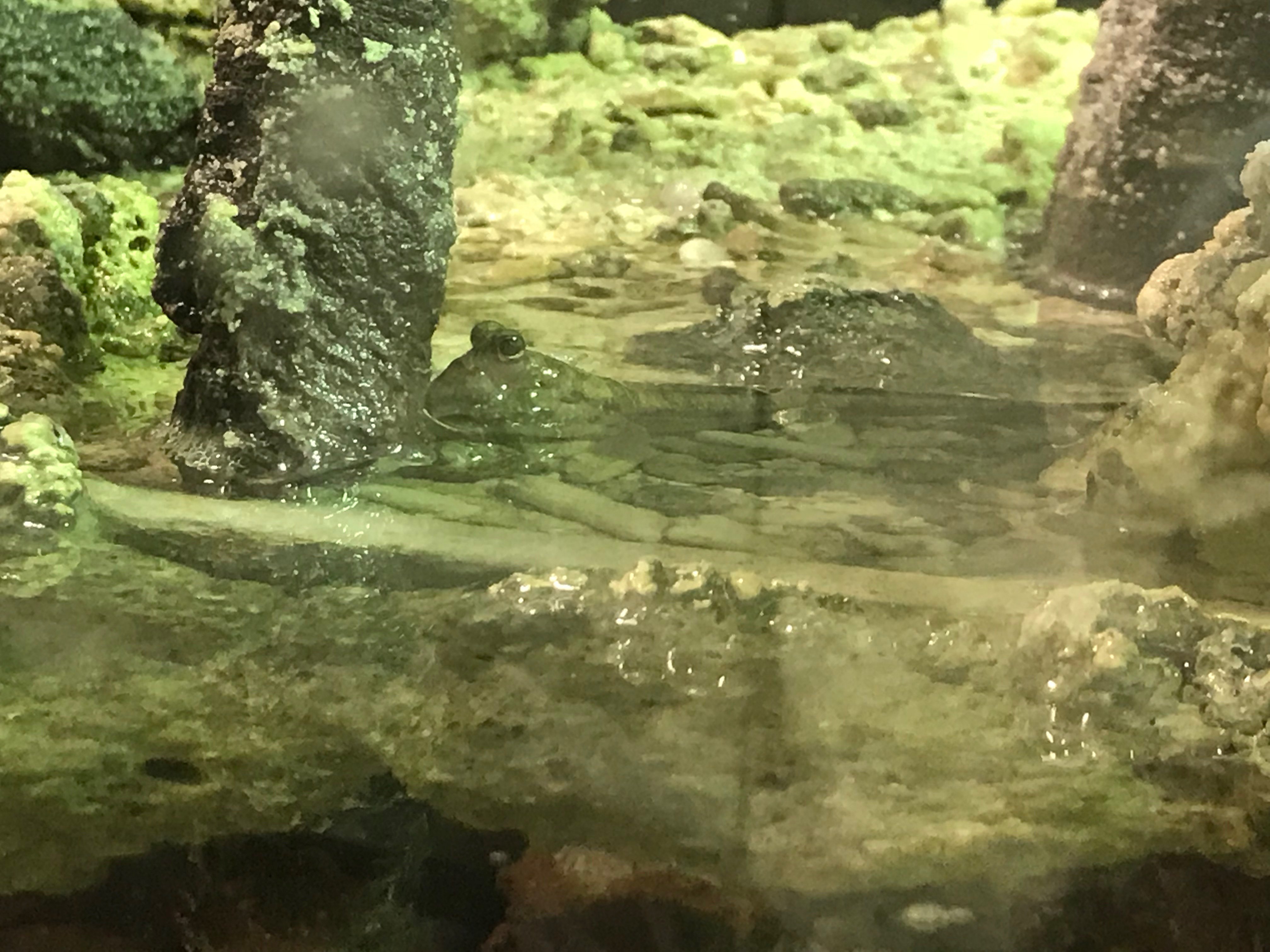 足立区生物園 マングローブの世界のミナミトビハゼ 水槽の真ん中の陸地でピョンピョンと跳ねている姿が見られます 魚だけど陸上で暮らすトビハゼの仲間は英語でマッドスキッパ 泥の上を跳ぶもの と呼ばれています 名前の通り 胸鰭を使って陸地を