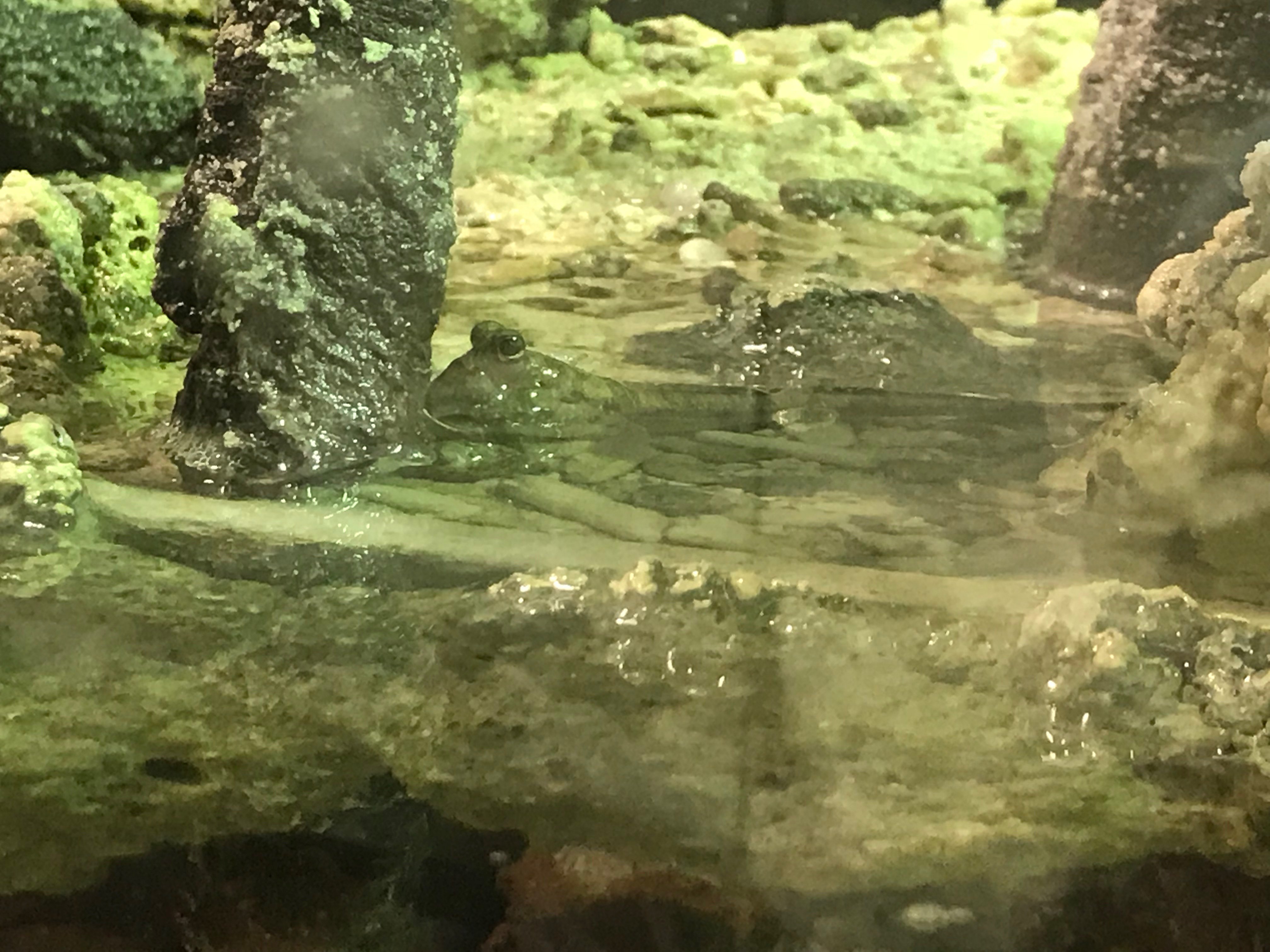 足立区生物園 マングローブの世界のミナミトビハゼ 水槽 の真ん中の陸地でピョンピョンと跳ねている姿が見られます 魚だけど陸上で暮らすトビハゼの仲間は英語でマッドスキッパ 泥の上を跳ぶもの と呼ばれています 名前の通り 胸鰭を使って陸地を