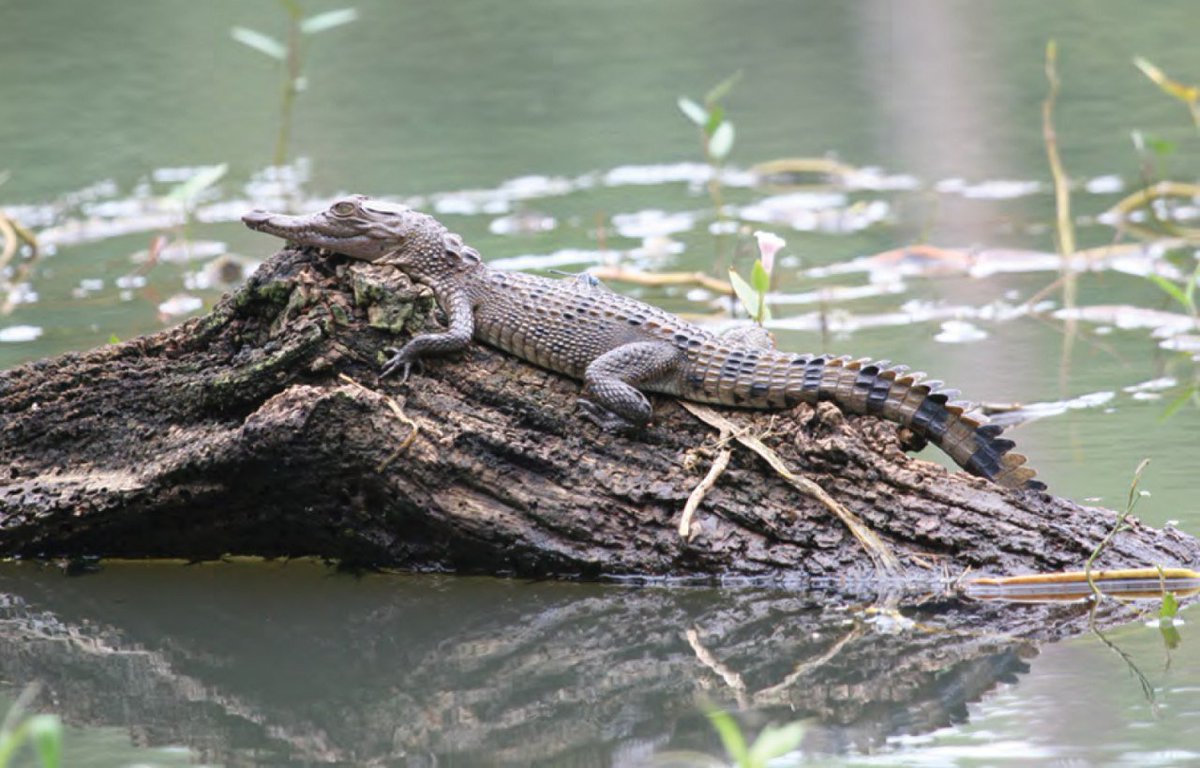 Crocodylusmindorensis Hashtag On Twitter