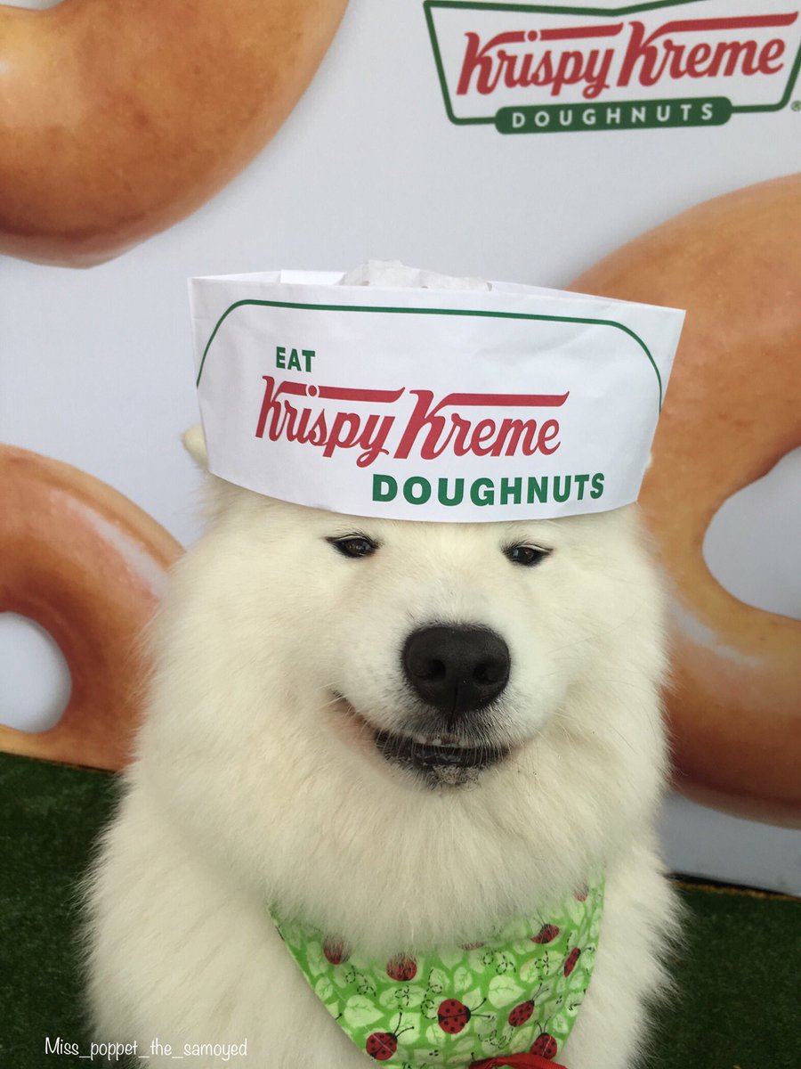 Poppet the samoyed tweet media