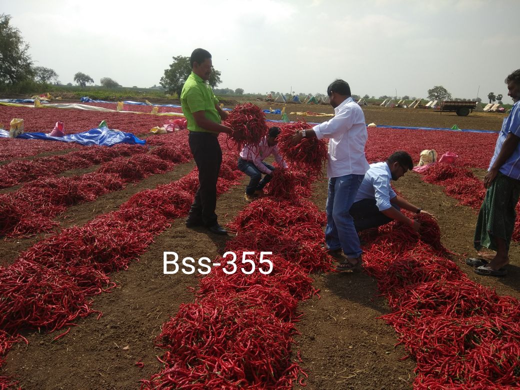 KalashSeedsIND's tweet photo. The picture says it all !!!
Our team members are so happy seeing the yield of our Chilly variety BSS 355 in Guntur (AP) region farmers field, who always prefers #KalashSeeds varieties !!! https://t.co/6y3FTEfZOC