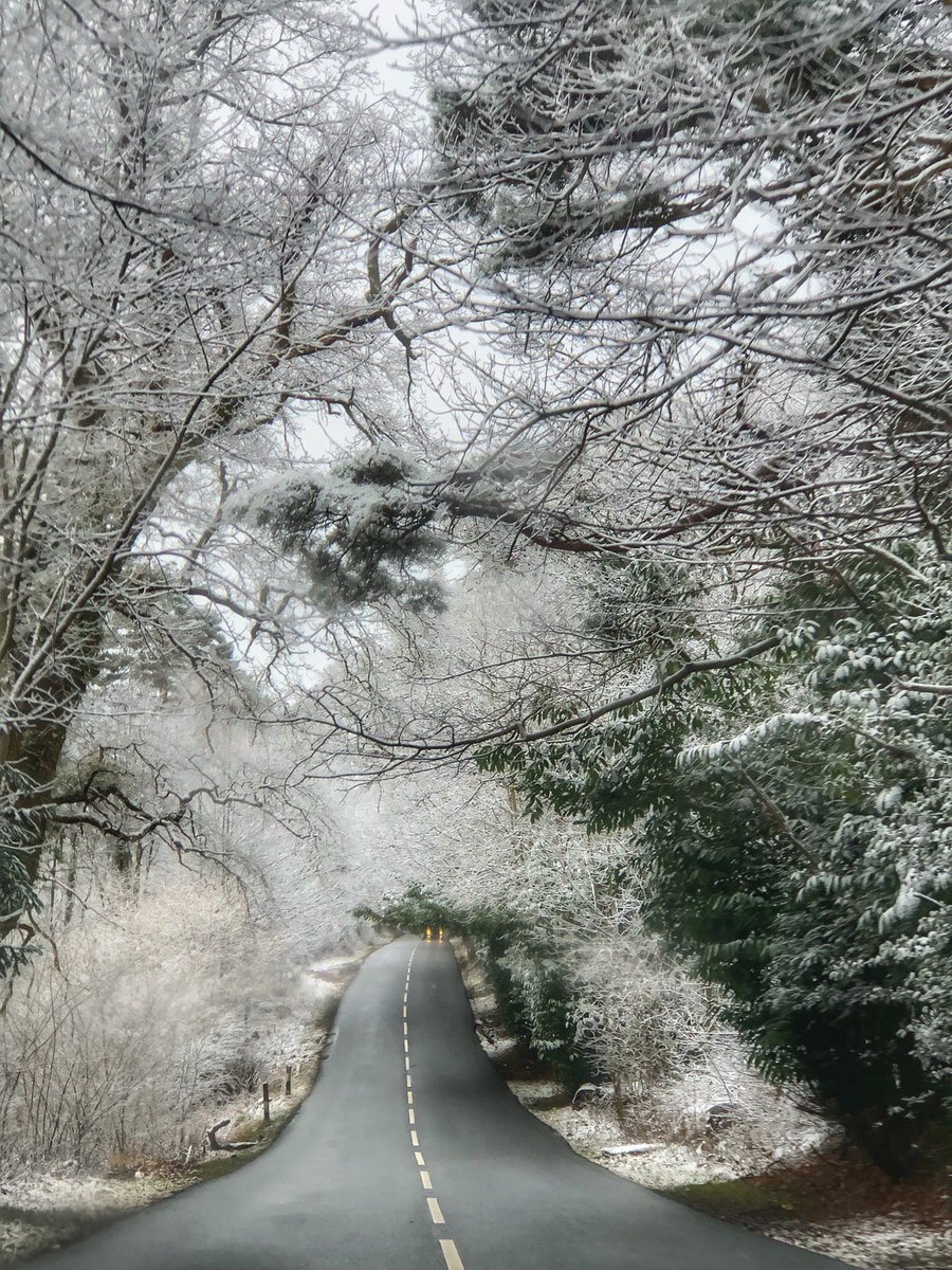 bbcsoutheast's tweet photo. Snow-covered trees arch over this road on the Kent/East Sussex border. This lovely picture by David Cowan is our #PhotoOfTheDay. https://t.co/qtmT8mLUnH