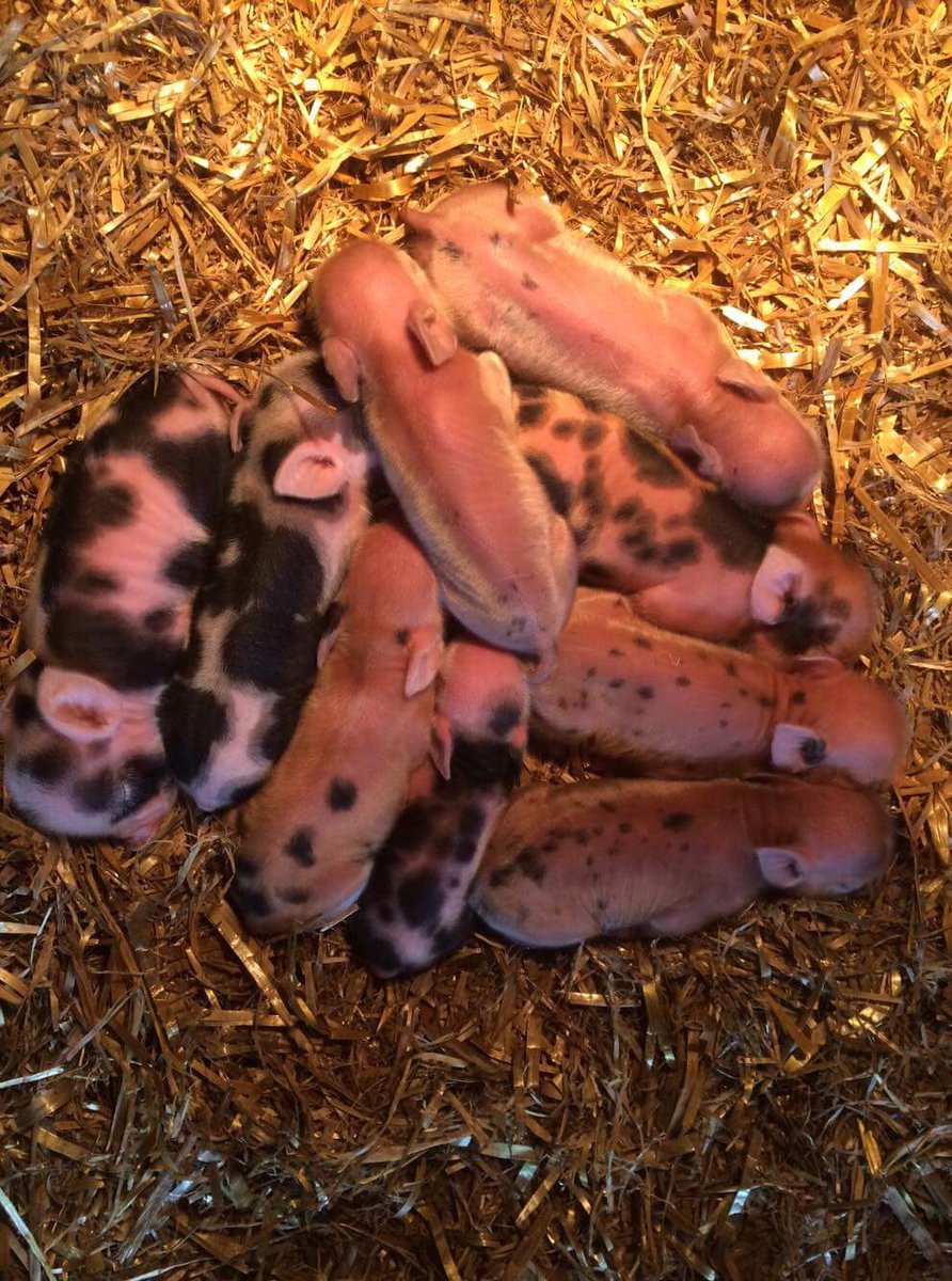 AnimalcareT's tweet photo. 9 perfect World Famous Miniature (micro) piglets.....@PennywellFarm https://t.co/flXPM9SNSG