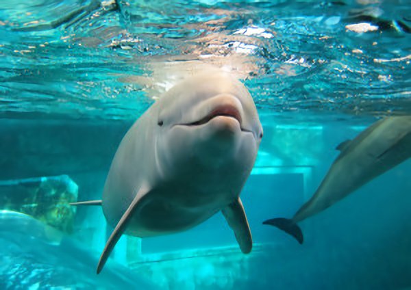 アルビノ メラニズム図鑑 アルビノのイルカ バンドウイルカのアルビノ 自然界では時折 イルカのアルビノ個体が見つかるそうですが 現在 世界で飼育下にあるのは日本の 太地町立くじらの博物館 にいる1匹のみだそうです