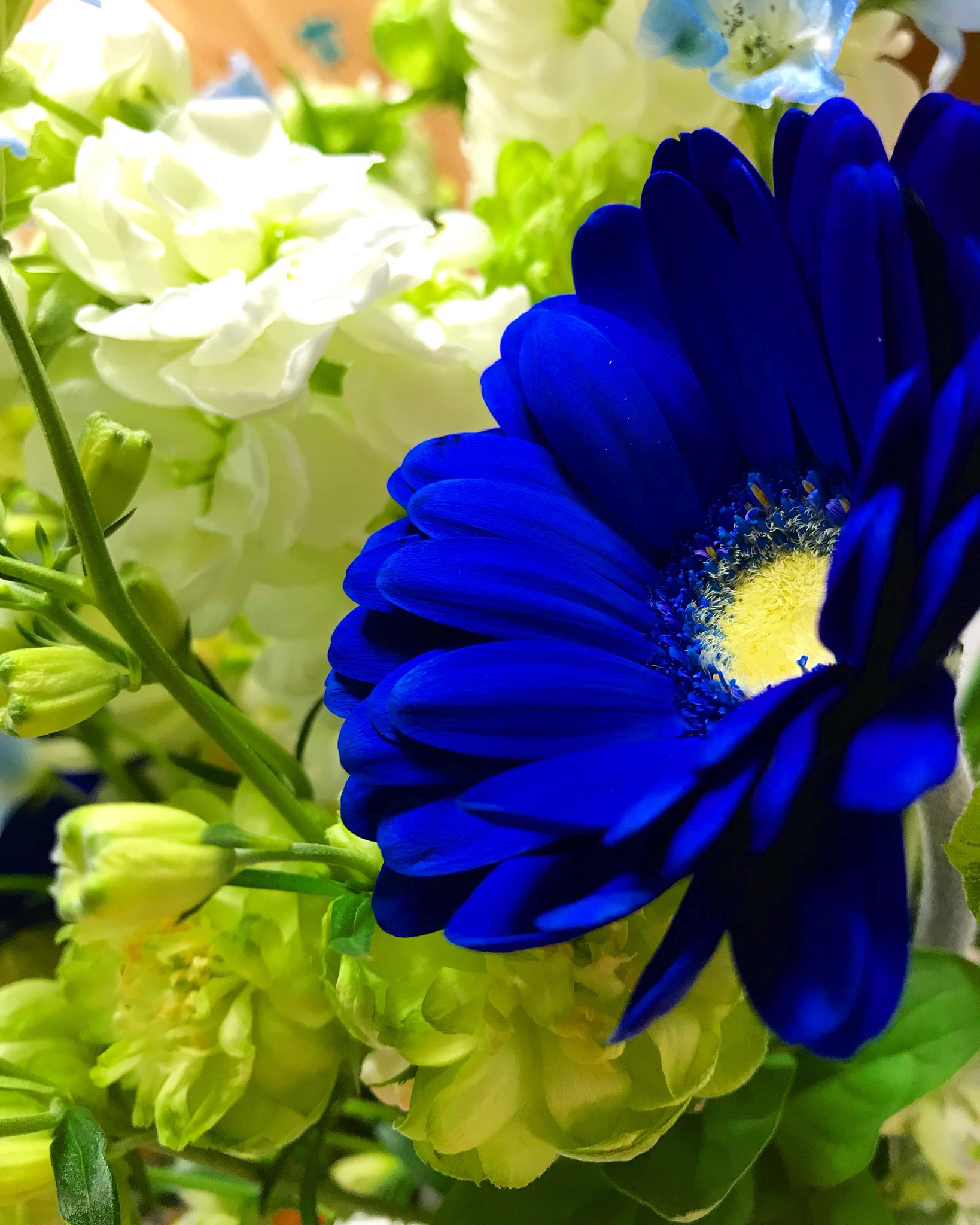 高橋里央在twitter 上 青のガーベラ 本当綺麗だ 雪の国の青い花 T Co Ril1o2f3a4 Twitter
