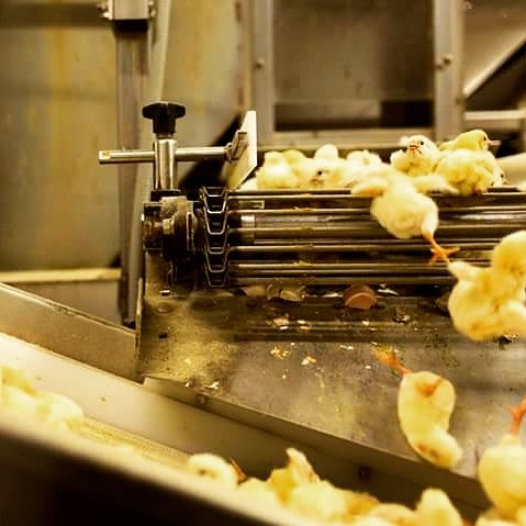 Could you slaughter a male chick? 

Newly-hatched male chicks are slaughtered because they don't lay eggs

This happens in RSPCA assured, organic, free range and local egg farms.

whyveganism.com ❤️