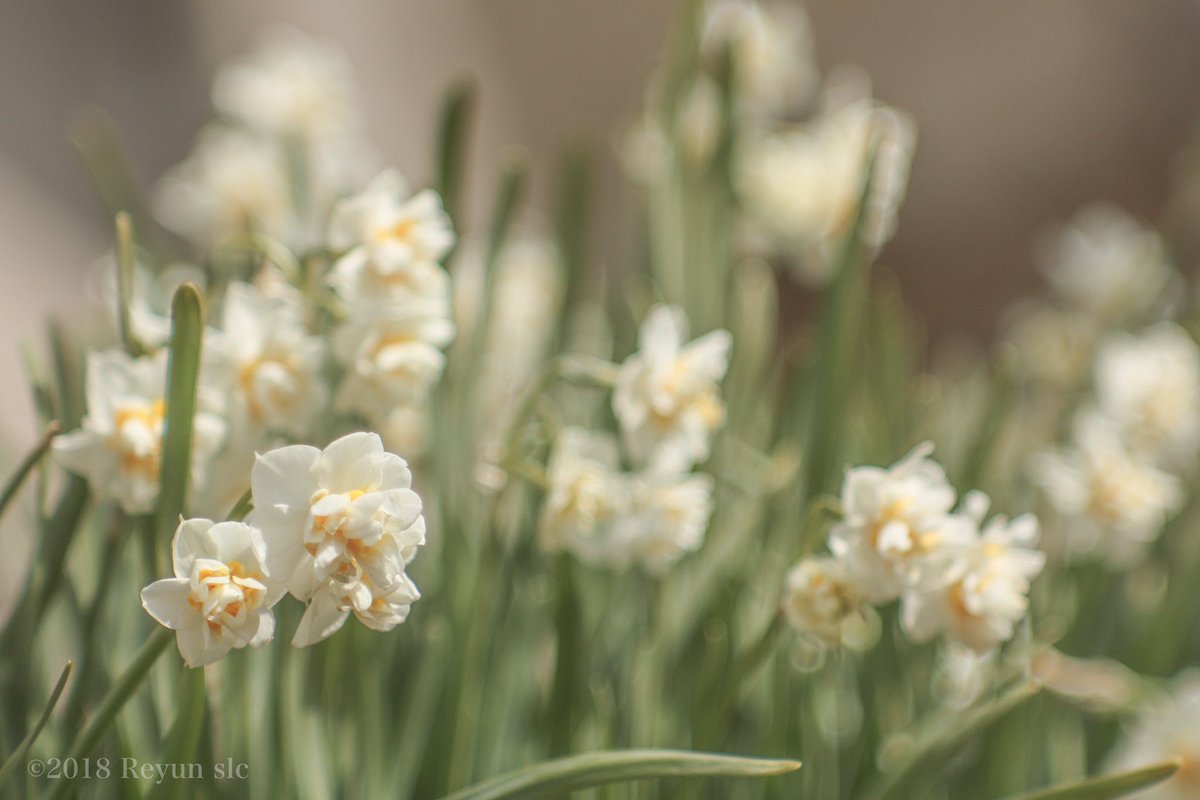 雪中四友 Twitter検索 Twitter