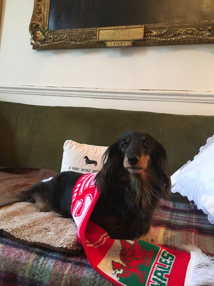 Hot Dog #BBCSixNations #welshcake <a href="/BBCSport/">BBC Sport</a>