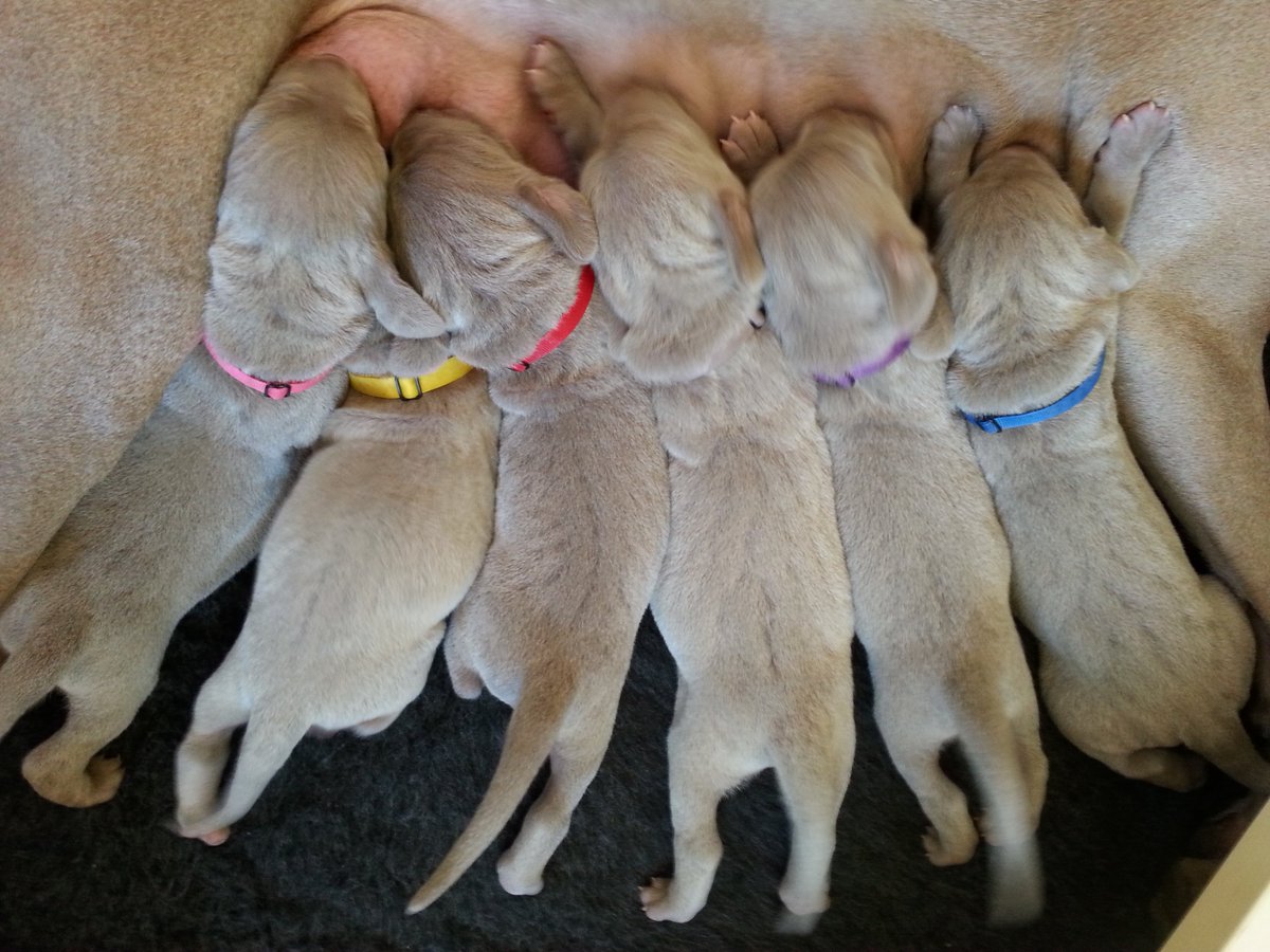 puppy identification collars