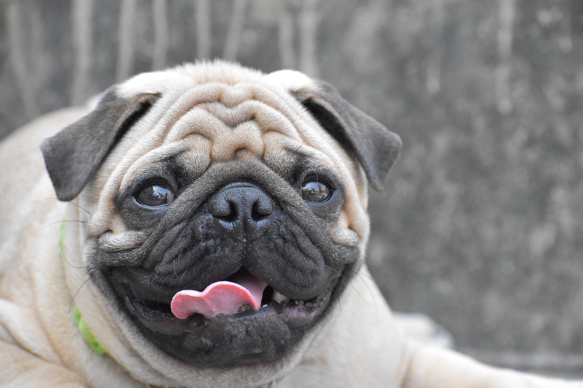 COAPE_Ed's tweet image. PUGS: nearly 60% have gait abnormalities new Swedish study shows
(REF:dx.doi.org/10.1136/vr.104…)
@PetGuild @RCVSKnowledge @CompAnimalPsych 
youtube.com/watch?v=raIfVZ…