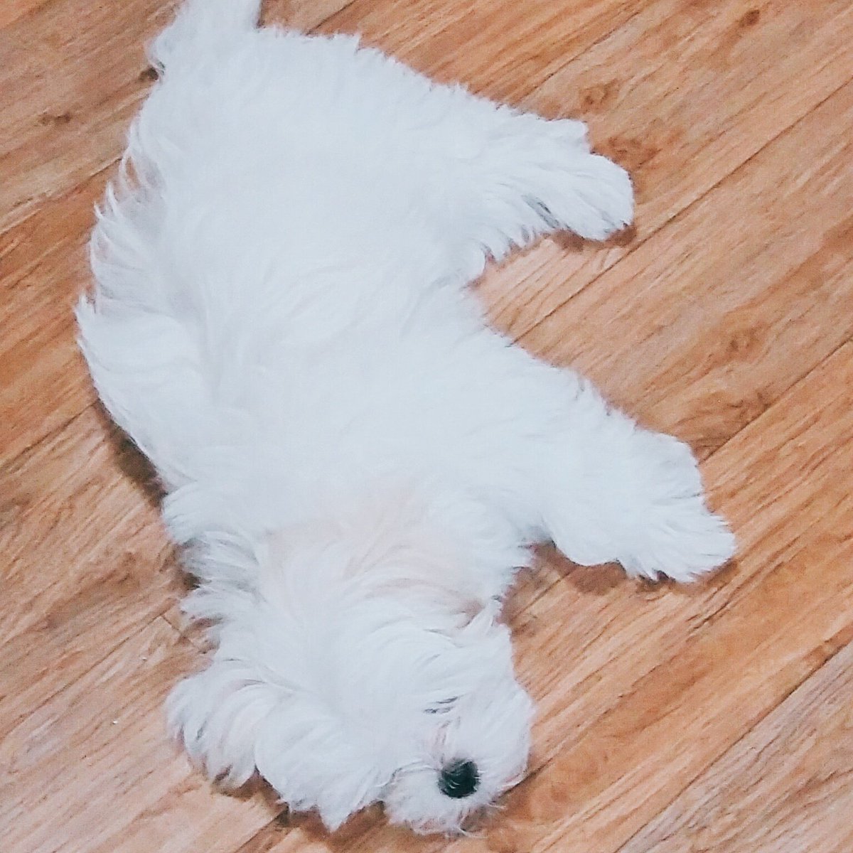 WhiteSpring_128's tweet photo. 180211 무기력 설🐾 https://t.co/8URczenWZk