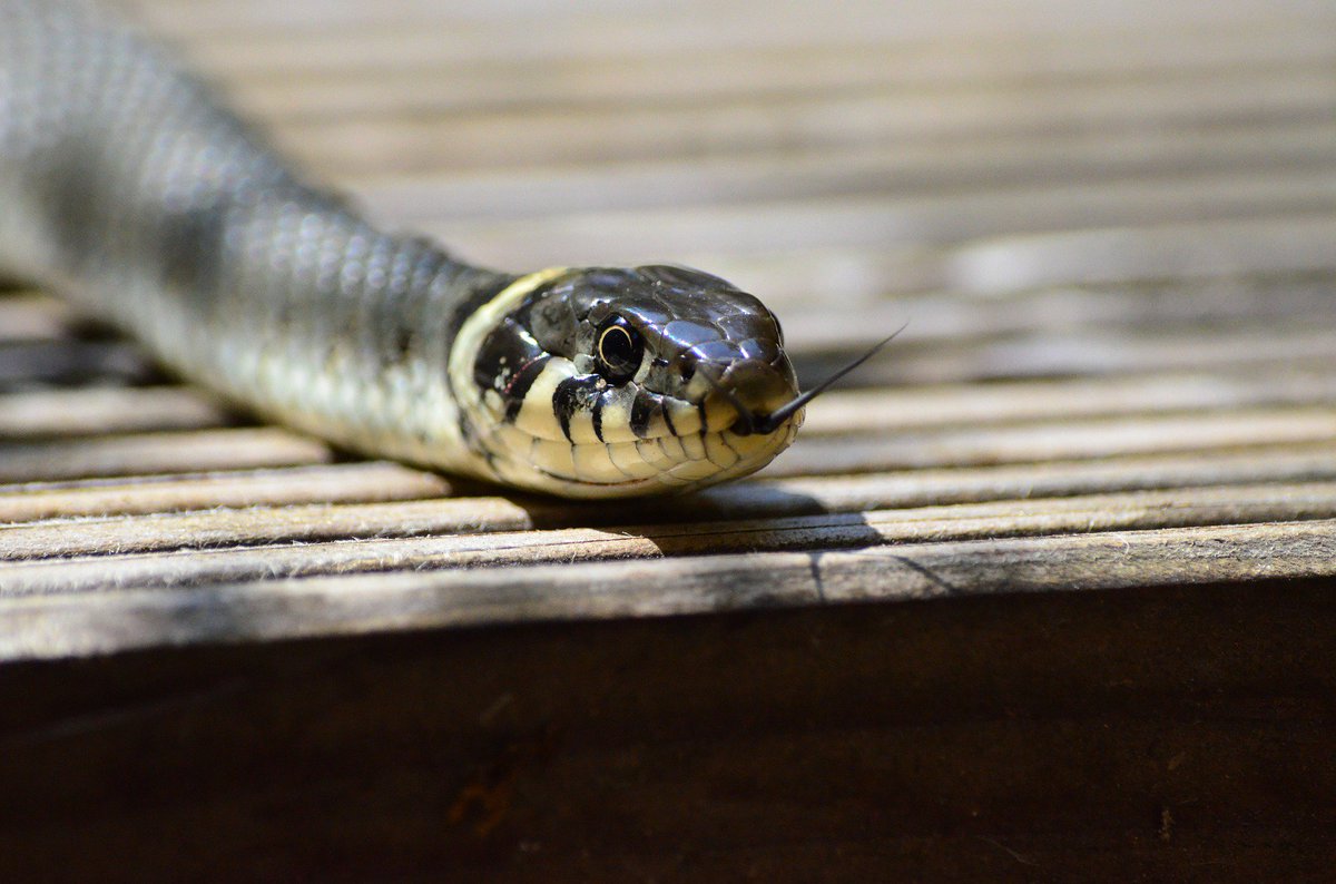 Strange snake swallows N36 million cash in JAMB office dailypost.ng/2018/02/10/str…