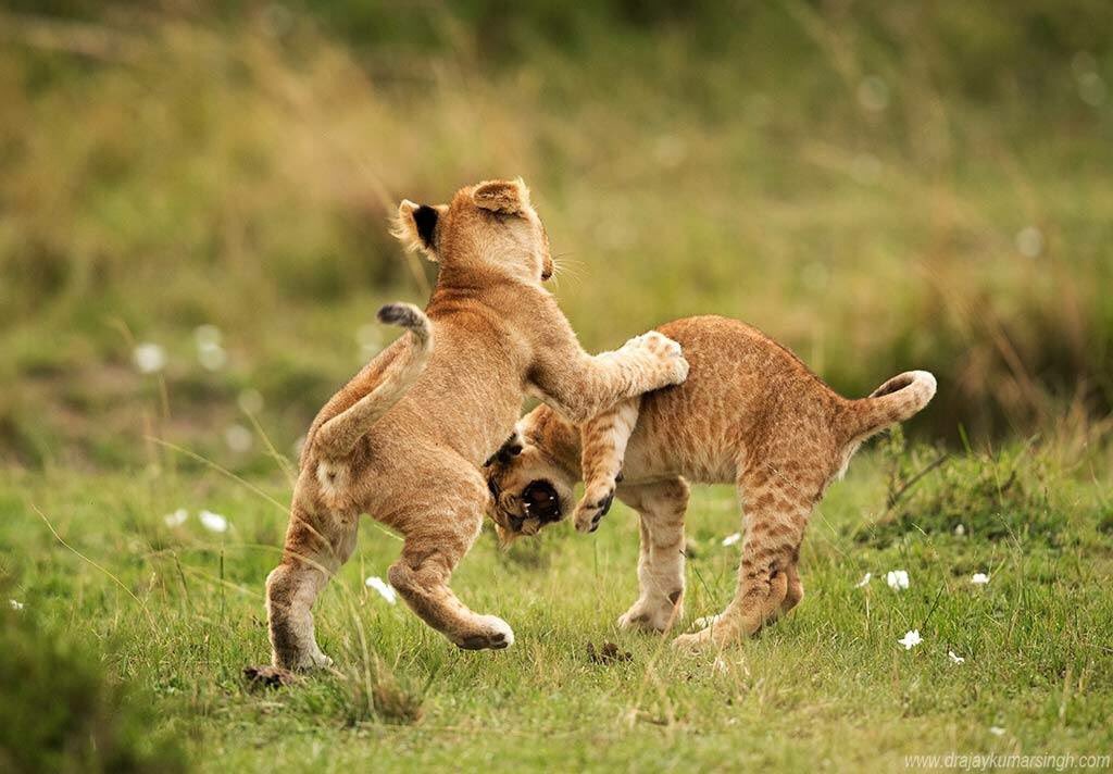 Did you know Lion cubs are born eyes shut, and actually don't open up until roughly 11 days later? #WildlifeFacts #bucketlist #ttot #masaimara #kenya #safari #travel #wildlifephotography #wildlifeseekers #travelblogger