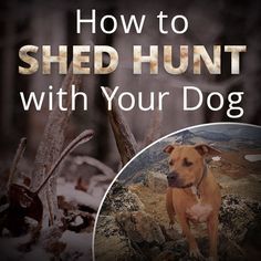 genderwatch2016's tweet photo. Cavan Williams describes the joys of bird &amp; shed hunting with his dog that can extend the season with your best friend. Read how to prepare your dog. https://t.co/YhitpkjAqG